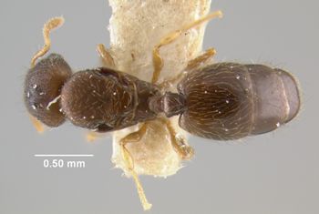 Media type: image;   Entomology 20776 Aspect: habitus dorsal view
